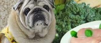 Рацион питания собаки