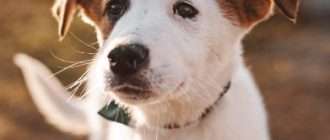 Забота о Животных: Почему Щенков Лучше Брать из Приюта