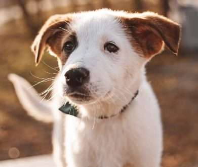 Забота о Животных: Почему Щенков Лучше Брать из Приюта