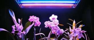 Лампа для растений улучшает рост в условиях искусственного освещения