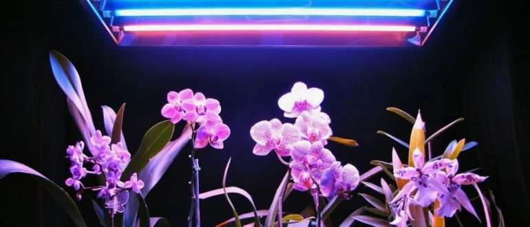 Лампа для растений улучшает рост в условиях искусственного освещения